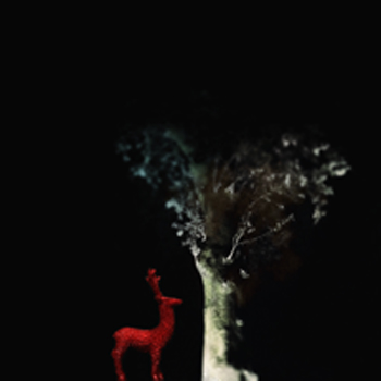 Immagine: Cervo rosso © Tomaso Mario Bolis